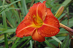 Old Tangiers Daylily (Hemerocallis 'Old Tangiers') at Lakeshore Garden Centres