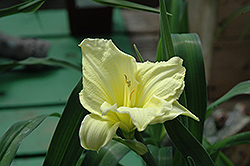 Longfield's Ice Cup Daylily (Hemerocallis 'Longfield's Ice Cup') at A Very Successful Garden Center