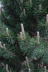 Tannenbaum Mugo Pine (Pinus mugo 'Tannenbaum') at The Mustard Seed