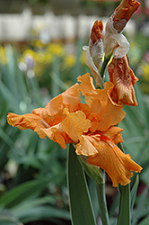 Firebreather Iris (Iris 'Firebreather') at Lakeshore Garden Centres