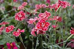 Strawberry Sorbet Pinks (Dianthus 'Strawberry Sorbet') at Stonegate Gardens