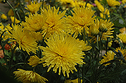 Suncatcher Chrysanthemum (Chrysanthemum 'Suncatcher') at A Very Successful Garden Center