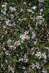 Black Nanking Cherry (Prunus tomentosa 'Nigra') at Lakeshore Garden Centres