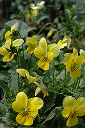 Princess Yellow Pansy (Viola cornuta 'Princess Yellow') at Stonegate Gardens