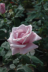 Sterling Silver Rose (Rosa 'Sterling Silver') at Stonegate Gardens
