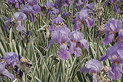 Variegated Sweet Iris (Iris pallida 'Variegata') at Stonegate Gardens