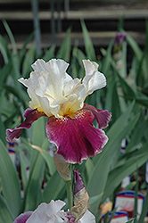 Crimson Snow (Iris 'Crimson Snow') at A Very Successful Garden Center
