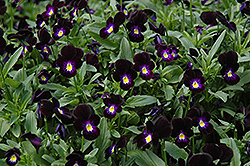 Bowles Black Pansy (Viola cornuta 'Bowles Black') at A Very Successful Garden Center