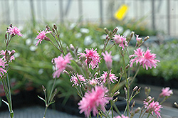Peggy Flower of Jove (Lychnis flos-jovis 'Peggy') at Lakeshore Garden Centres