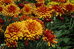 Karelli Bronze Chrysanthemum (Chrysanthemum 'Karelli Bronze') at A Very Successful Garden Center