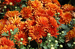 Argos Orange Chrysanthemum (Chrysanthemum 'Argos Orange') at A Very Successful Garden Center