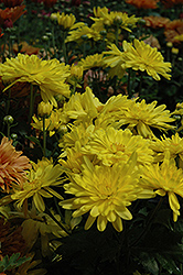 Firecracker Yellow Chrysanthemum (Chrysanthemum 'Firecracker Yellow') at A Very Successful Garden Center