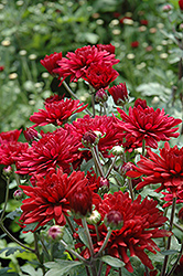 Jenny Wren Red Chrysanthemum (Chrysanthemum 'Jenny Wren Red') at A Very Successful Garden Center