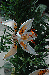 Luxor Lily (Lilium 'Luxor') at Stonegate Gardens