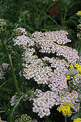 Lavender Lady Yarrow (Achillea millefolium 'Lavender Beauty') at Stonegate Gardens