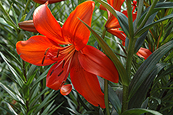 Red Tiger Lily (Lilium lancifolium 'Feuerzaube') at Lakeshore Garden Centres