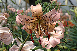 Pink Tiger Lily (Lilium lancifolium 'Pink') at Lakeshore Garden Centres