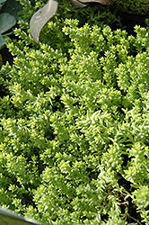 Golden Moss Stonecrop (Sedum acre 'Aureum') at Lakeshore Garden Centres