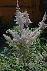 Milk and Honey Astilbe (Astilbe chinensis 'Milk and Honey') at A Very Successful Garden Center