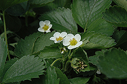 Everbearing Strawberry (Fragaria 'Everbearing') at Canadale Nurseries