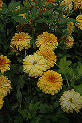 Tatoi Bronze Chrysanthemum (Chrysanthemum 'Tatoi Bronze') at Stonegate Gardens