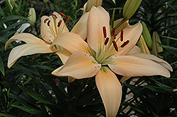 Cannes Lily (Lilium 'Cannes') at Stonegate Gardens