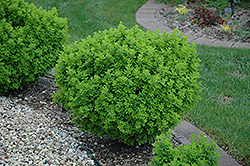 Globe Peashrub (Caragana frutex 'Globosa') at A Very Successful Garden Center