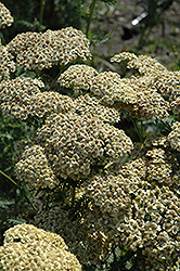 Citronella Yarrow (Achillea millefolium 'Citronella') at Stonegate Gardens
