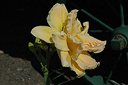 Double River Wye Daylily (Hemerocallis 'Double River Wye') at A Very Successful Garden Center