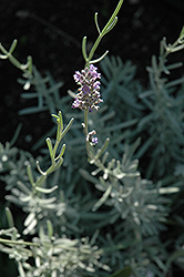 Dwarf Blue Lavender (Lavandula angustifolia 'Nana') at Stonegate Gardens