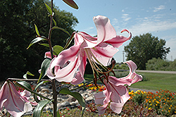 Northern Star Lily (Lilium 'Northern Star') at Stonegate Gardens