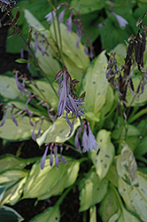 Lady Guinevere Hosta (Hosta 'Lady Guinevere') at A Very Successful Garden Center