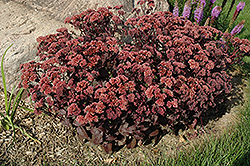 Purple Emperor Stonecrop (Sedum 'Purple Emperor') at Stonegate Gardens