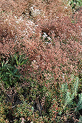 Royal Pink Stonecrop (Sedum spurium 'Royal Pink') at A Very Successful Garden Center