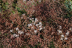 Royal Pink Stonecrop (Sedum spurium 'Royal Pink') at A Very Successful Garden Center