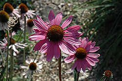 Tennessee Coneflower (Echinacea tennesseensis) at A Very Successful Garden Center