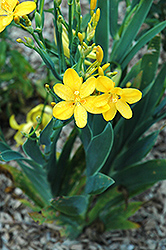 Hello Yellow Blackberry Lily (Iris domestica 'Hello Yellow') at Stonegate Gardens