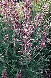 Pink Panther Hyssop (Agastache 'Pink Panther') at A Very Successful Garden Center