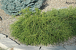 Mops Falsecypress (Chamaecyparis pisifera 'Mops') at A Very Successful Garden Center