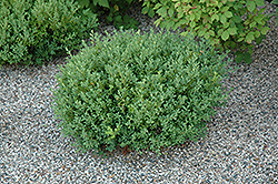 Saskatoon Boxwood (Buxus 'Saskatoon') at A Very Successful Garden Center