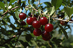 Carmine Jewel Cherry (Prunus 'Carmine Jewel') at Stonegate Gardens