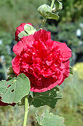 Chater's Double Rose Pink Hollyhock (Alcea rosea 'Chater's Double Rose Pink') at A Very Successful Garden Center