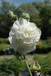Chater's Double White Hollyhock (Alcea rosea 'Chater's Double White') at A Very Successful Garden Center