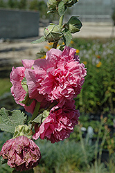 Chater's Double Pink Hollyhock (Alcea rosea 'Chater's Double Pink') at Lakeshore Garden Centres