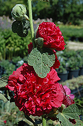 Chater's Double Red Hollyhock (Alcea rosea 'Chater's Double Red') at Lakeshore Garden Centres