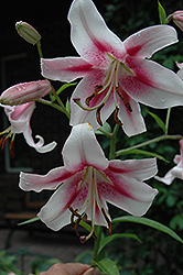 Starburst Sensation Lily (Lilium 'Starburst Sensation') at A Very Successful Garden Center
