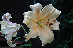 Aureana Lily (Lilium 'Aureana') at A Very Successful Garden Center