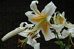 White Henry's Lily (Lilium henryi 'Alba') at Stonegate Gardens