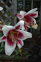 Northern Carillon Lily (Lilium 'Northern Carillon') at Stonegate Gardens