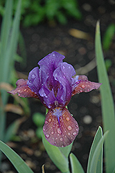 Grape Cordial Iris (Iris 'Grape Cordial') at A Very Successful Garden Center